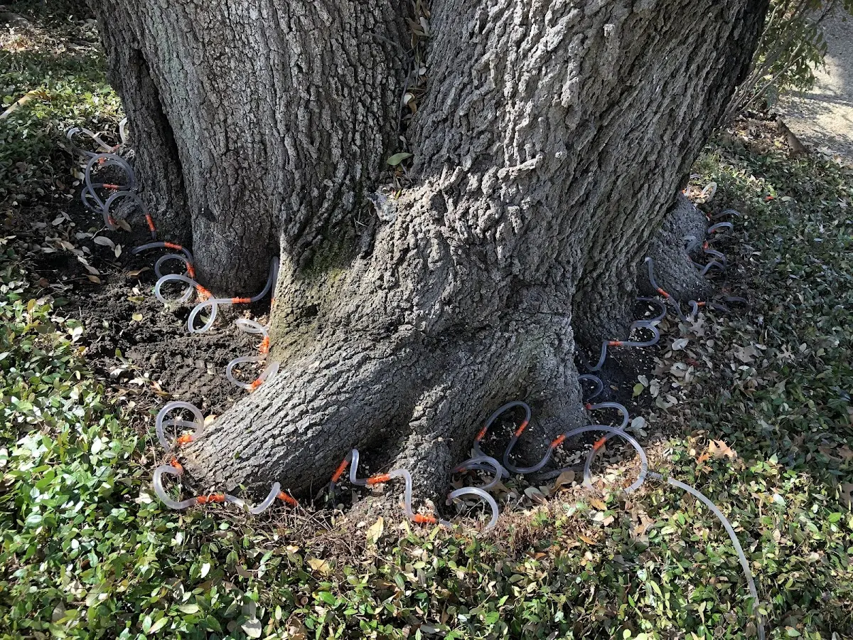Detailed Tree Cabling and Bracing job site in Ebervale