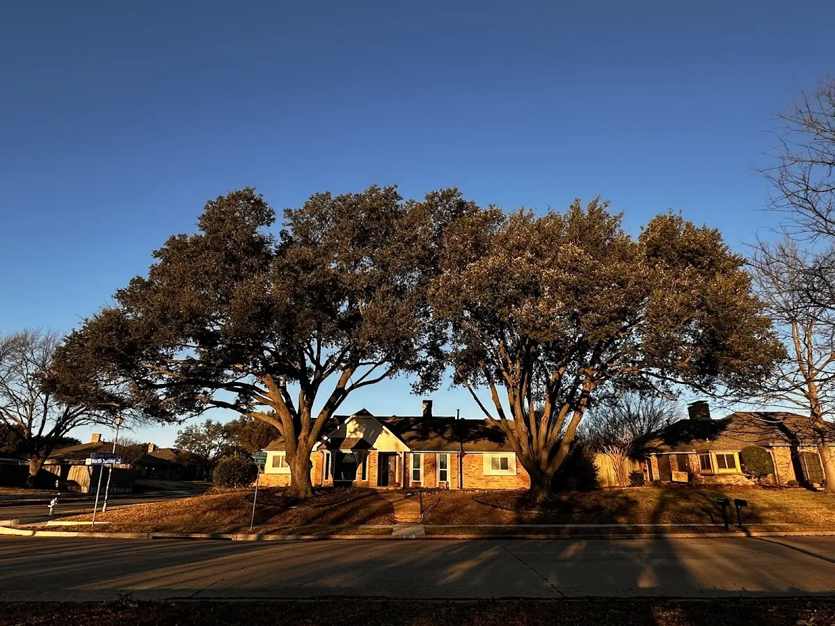 Established residential canopy tree shading a home in Ebervale